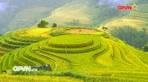 Mù Cang Chải rực rỡ sắc vàng mùa lúa chín