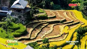 Ruộng bậc thang Hoàng Su Phì mùa lúa chín