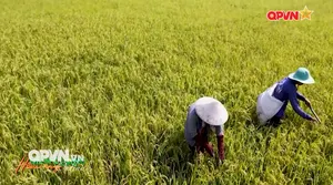 Tự hào một dải biên cương: "Cuộc cách mạng xanh" trên cánh đồng