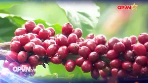 Rộn ràng mùa thu hoạch cà phê