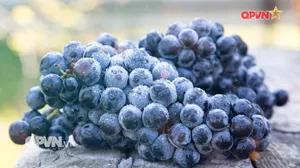 Rubik Cuộc sống ngày 10/11/2025