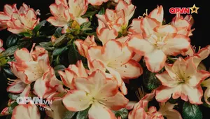 Rubik Cuộc sống ngày 13/11/2025