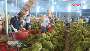 Giá sầu riêng tăng mạnh