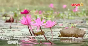 Bản tin tiếng Trung 16h ngày 09/12/2025