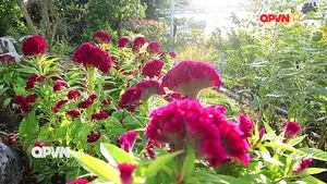 Mô hình hộ khá, giàu đỡ đầu cho hộ nghèo