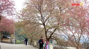 Hoa mai anh đào khoe sắc nơi địa đầu Tổ quốc