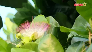 Bản tin Trưa ngày 08/3/2026