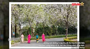 Hà Nội lãng mạn mùa hoa khoe sắc
