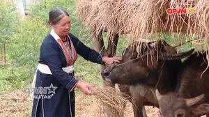 Sức sống Mẫu Sơn