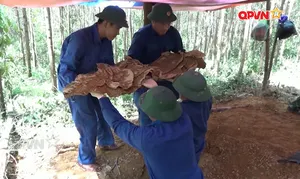 Lời hứa với người nằm lại
