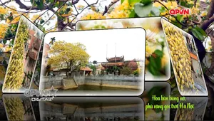 Hoa bún bung nở, phủ vàng góc trời Hà Nội