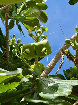 Câu chuyện truyền thanh: Trái bàng vuông (Bảo Hân chuyển thể từ truyện ngắn của nhà văn Mai Tiến Nghị)