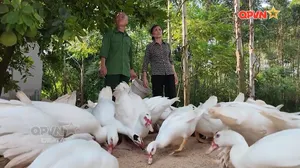 Vốn nghĩa tình