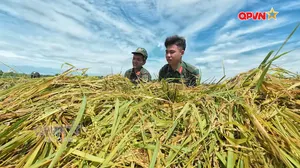Cùng dân chạy đua giữ mùa vàng