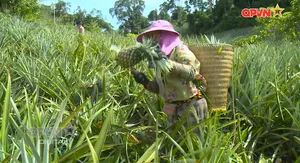 Đề án 109 - Cùng nông dân vùng biên vượt khó