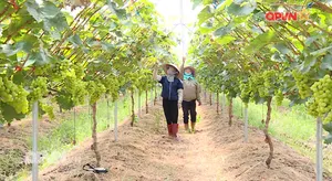 Rubik Cuộc sống ngày 31/7/2025