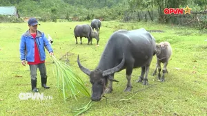 Miền ký ức xanh lại