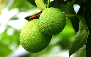 Mùa hoa sa kê nở (Tác giả: Ngô Tiến Mạnh)