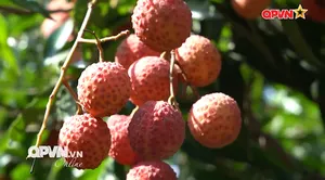 Quả ngọt từ ý chí