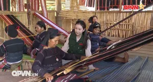 Sức sống nguồn cội
