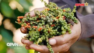 Mãi mãi là Bộ đội Cụ Hồ - Tập 2