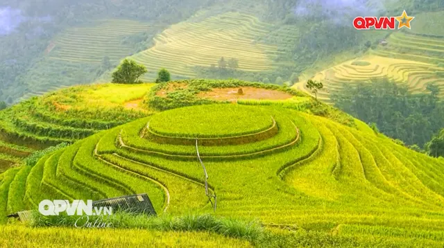 Mù Cang Chải rực rỡ sắc vàng mùa lúa chín