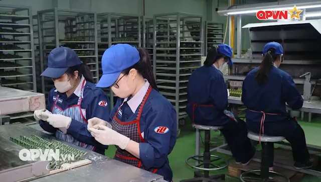 STV-380 "Made in Việt Nam"