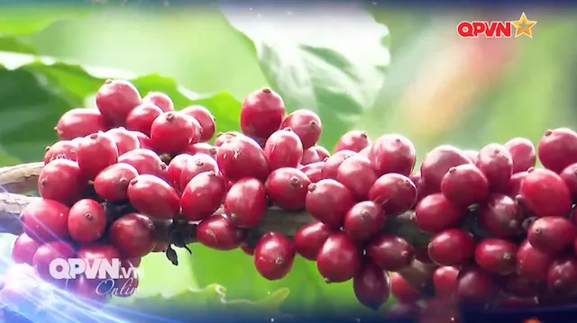 Rộn ràng mùa thu hoạch cà phê