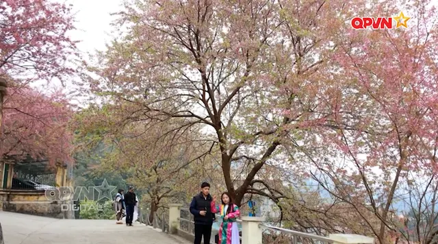 Hoa mai anh đào khoe sắc nơi địa đầu Tổ quốc