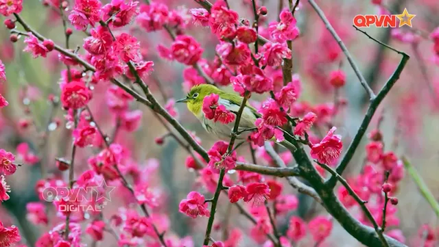 Giữ mãi màu xanh biên cương