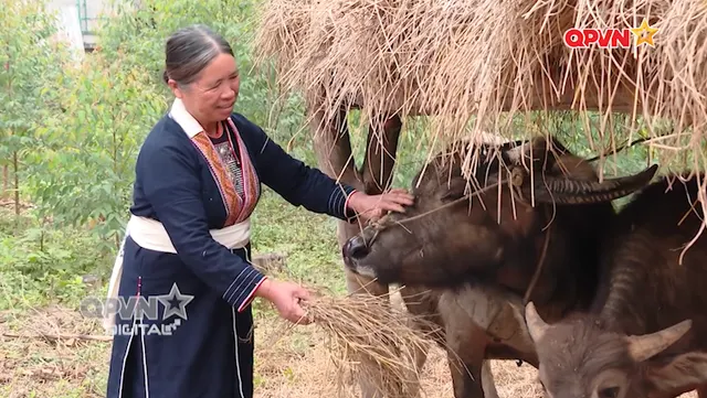 Sức sống Mẫu Sơn
