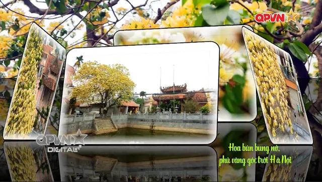 Hoa bún bung nở, phủ vàng góc trời Hà Nội