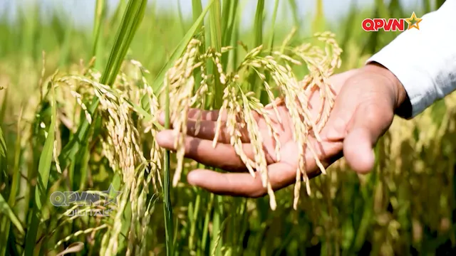 Hạt gạo đất chín rồng