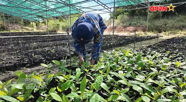 Nơi ươm mầm màu xanh Trường Sa