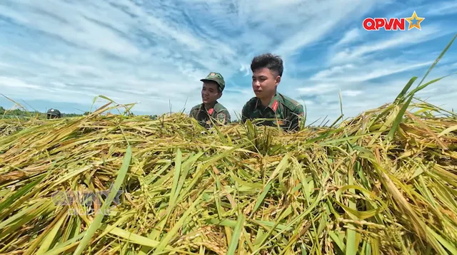 Cùng dân chạy đua giữ mùa vàng