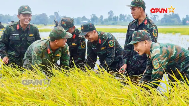 Giúp dân gặt lúa chạy lũ