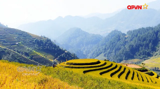 Hoàng Su Phì rực rỡ mùa vàng