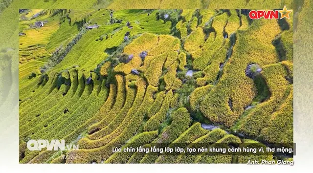Y Tý rực rỡ sắc vàng mùa lúa chín