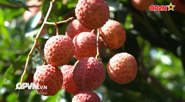 Quả ngọt từ ý chí